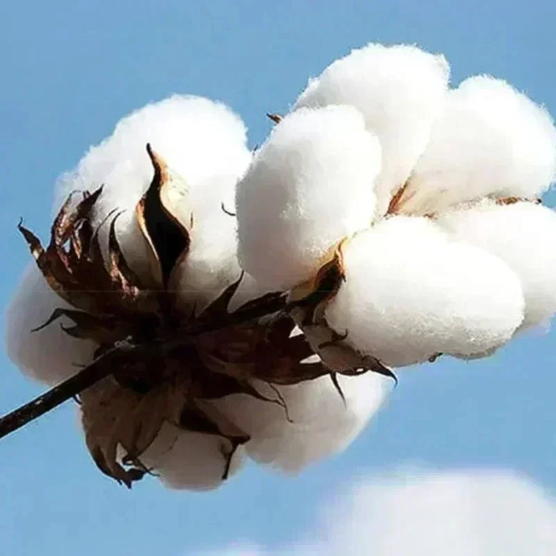 Norway Autumn winter models Men's Fleece windproof Warm 100%Cotton Oversized Hoodie Outdoor Commuter Men's High Elastic top